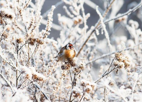 Этюд со снегом и щеглом