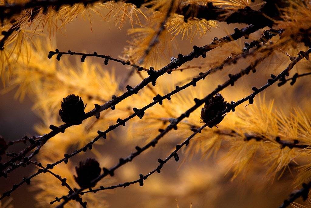 , Сергей Таланов