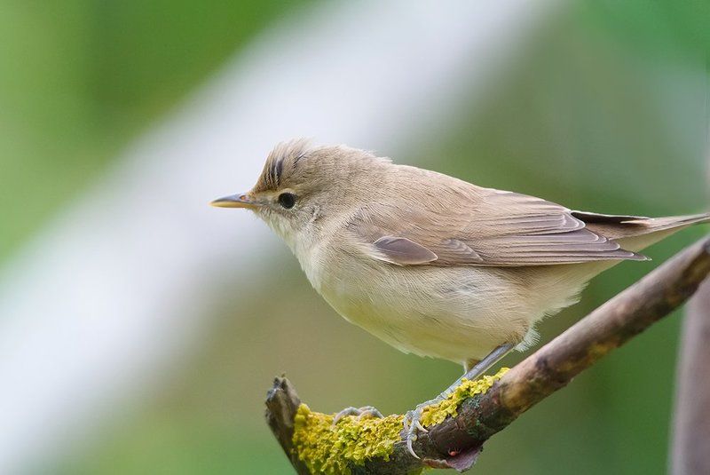 *** фото превью