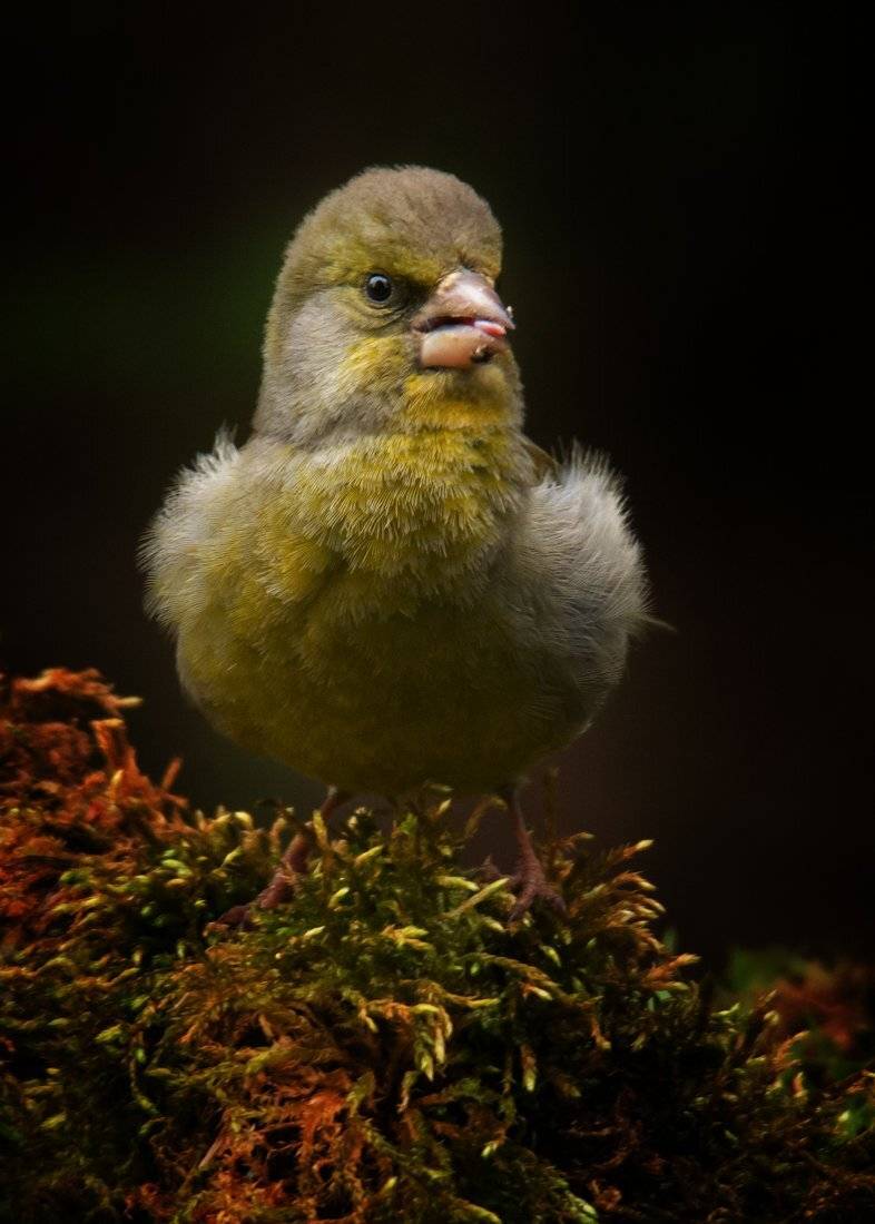 , Валерий Субачев