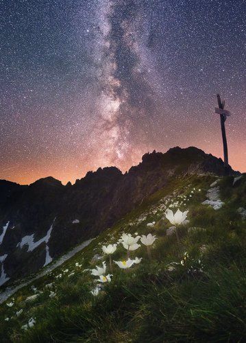 Сияние цветков