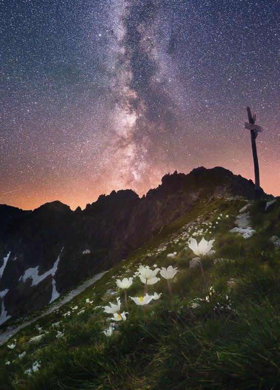 Горы, Звёзды, Ночь, Польша, Татры, Цветы Сияние цветков фото превью