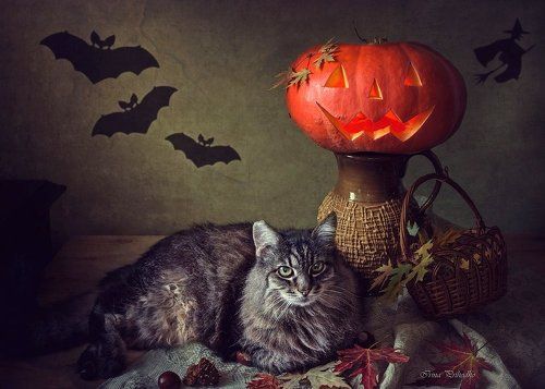 Хеллоуин с котом