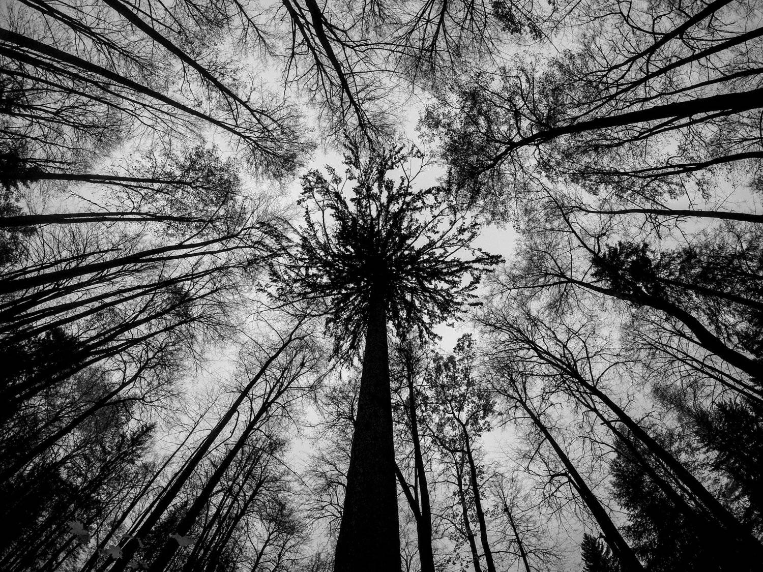 Дерево, Пихта, Svetlana Golicyna