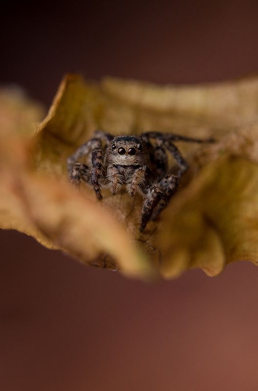 18-55+ макрокольца + встроеная вспышка с диффузором Перед прыжком  фото превью