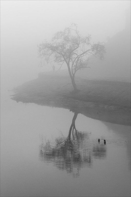 Псков, Россия, туман, вода, река, берег, дерево, утки, человек, чб, пейзаж, город, отражение *** фото превью