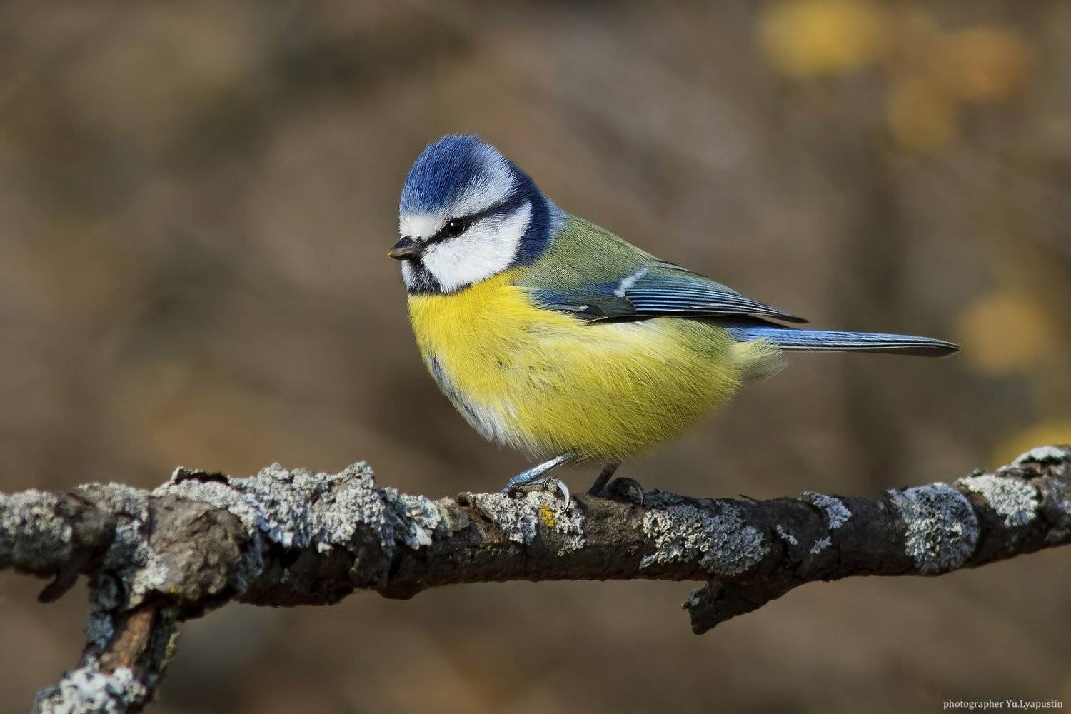 Лазоревка, Ляпустин Юра
