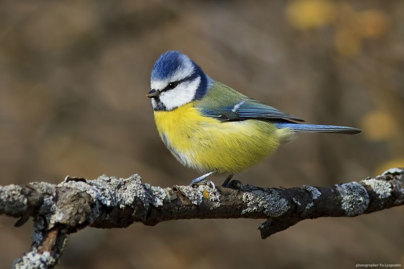 Лазоревка Лазоревка. фото превью