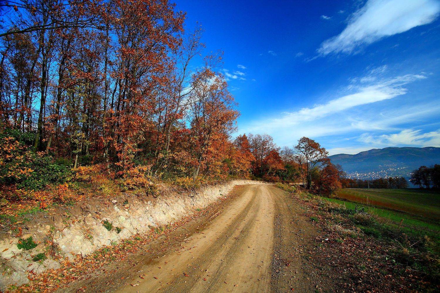 blue trees yellow orange green nature canon 6D, Taner Ragıpoğlu