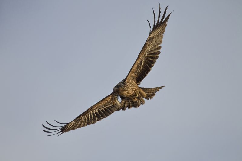 Israel 2015 фото превью