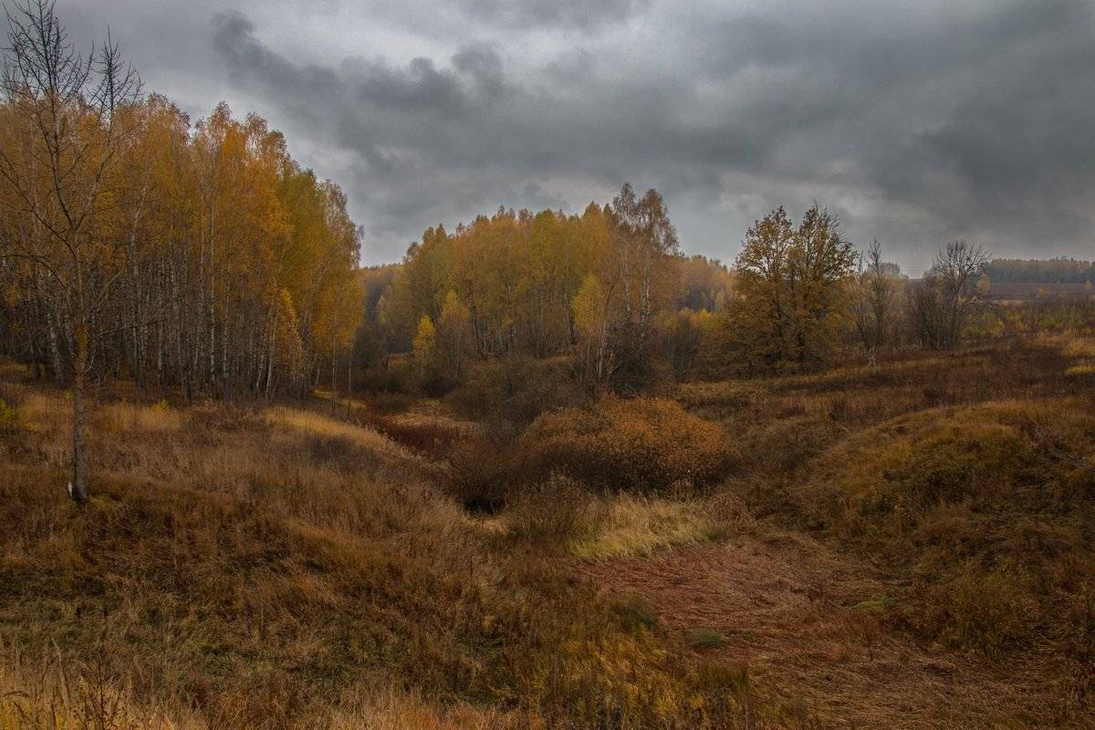 осень, непогода, листья, лес, поле, Александр