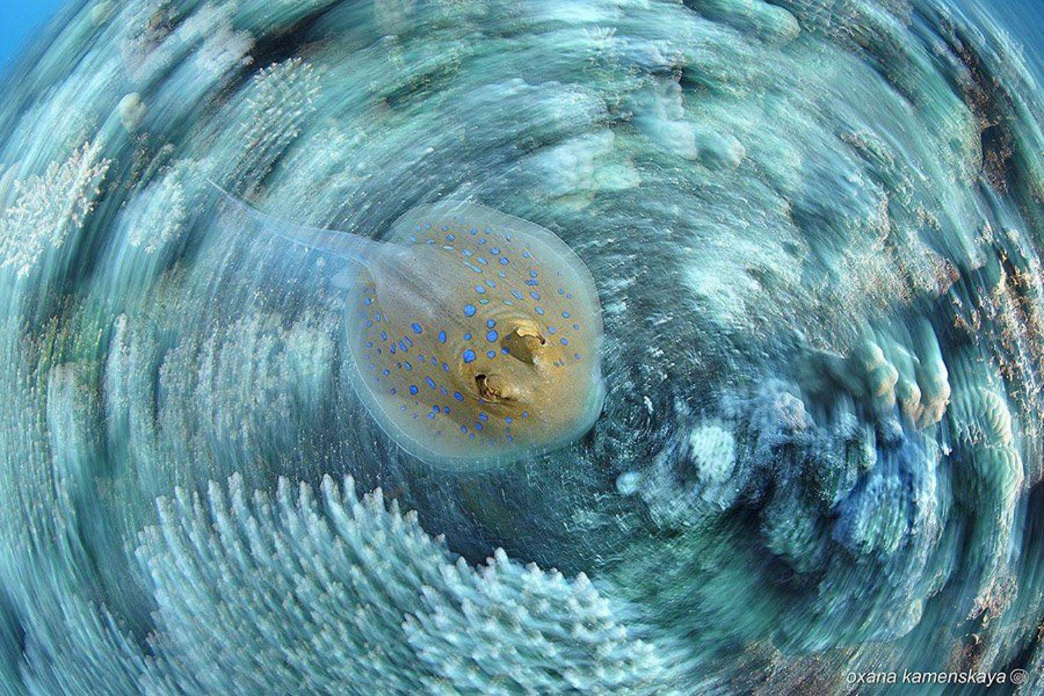 , Оксана Каменская