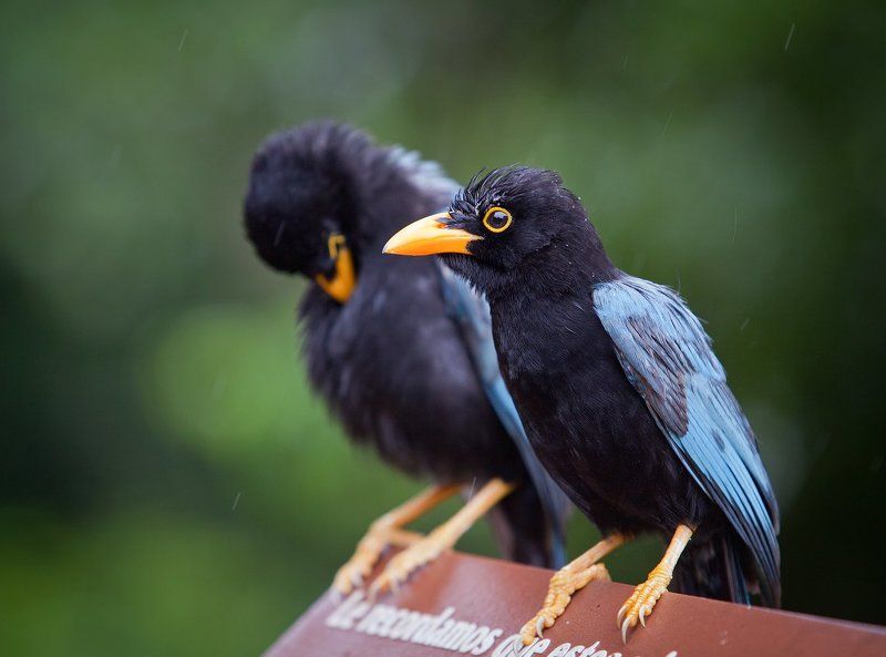 Юкатанская разноцветная сойка (Cyanocorax yucatanicus) фото превью