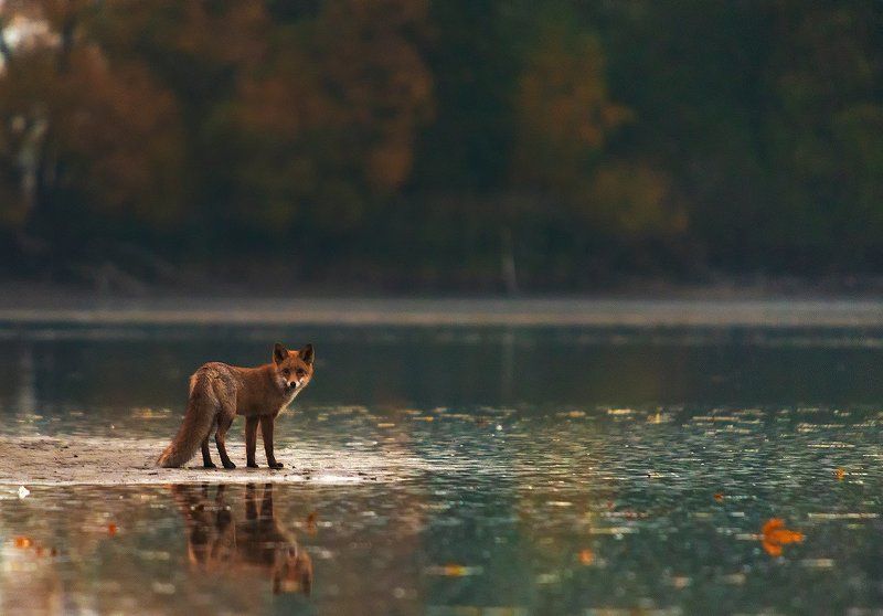 Autumn Fox фото превью