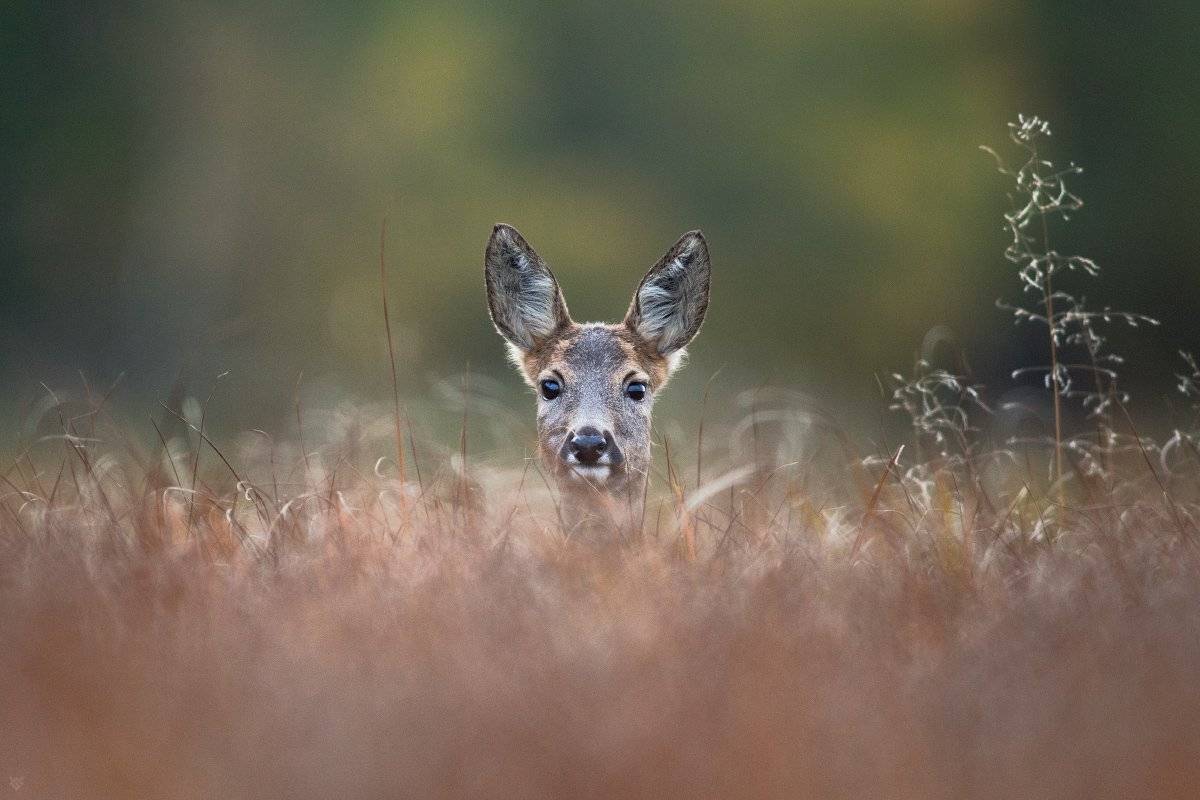 wildlife, roe, deer, nature, animals, Wojciech Grzanka