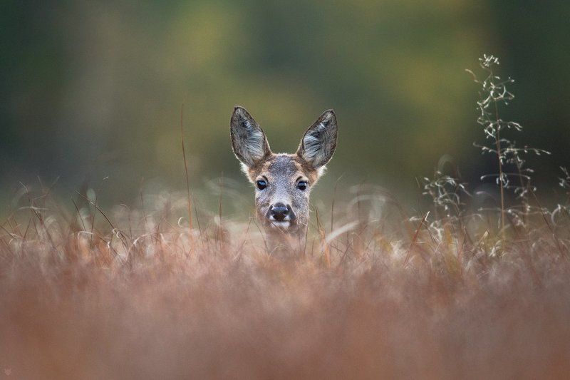 Surprised