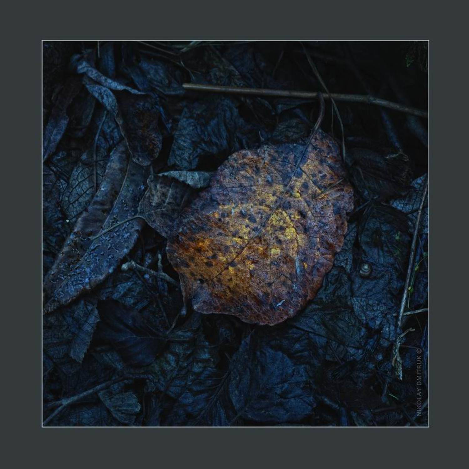 Минимализм, Музыка, Осень, Природа, николай дмитрук