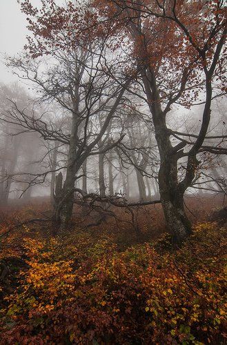 Осени короткое мгновенье