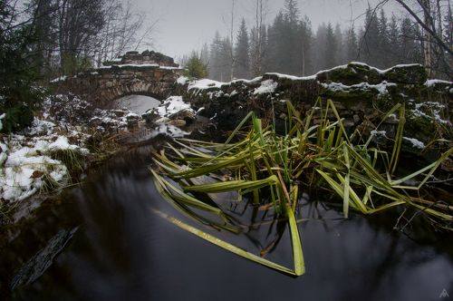 Рускеальский спрут