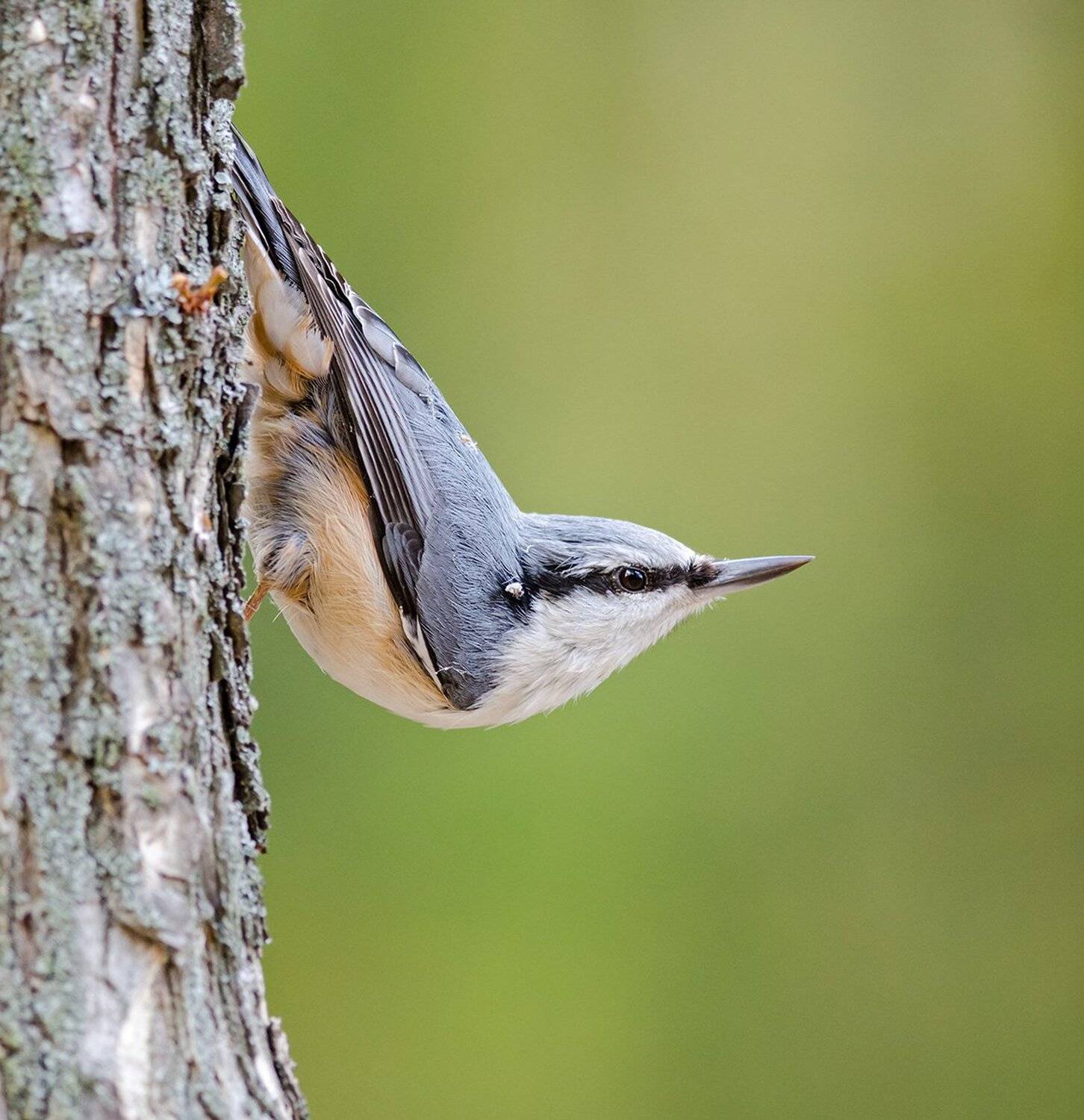 , алексей овчинников