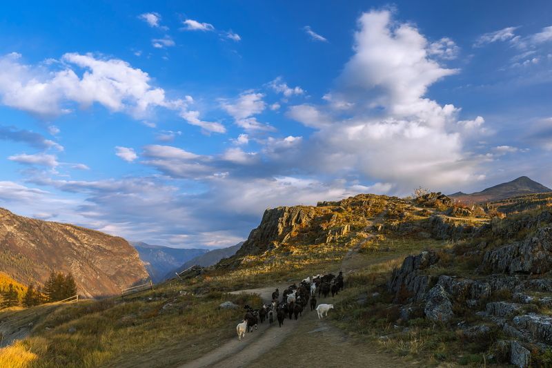 алтай,перевал,кату-ярык *** фото превью