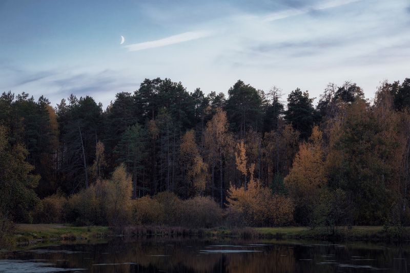 лес, деревья, листва, осень У осеннего леса фото превью