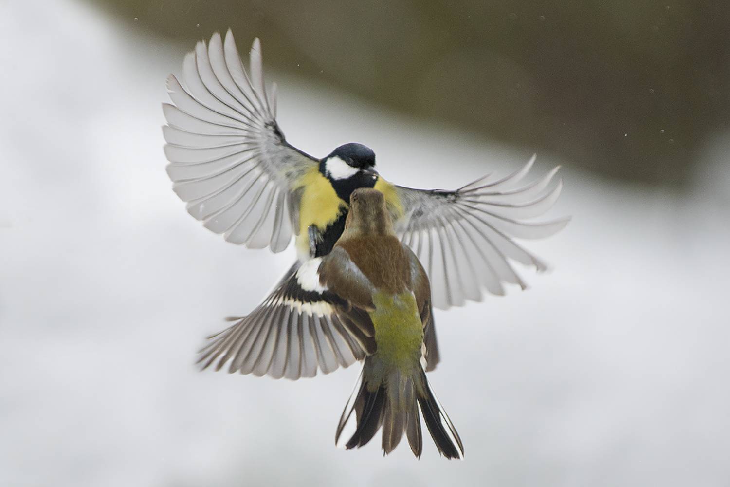 , Евгени Стефанов