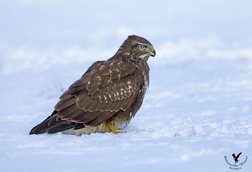 По снежному полю.