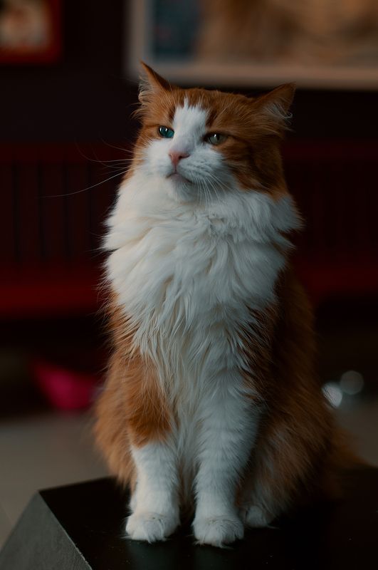 кот, рыжий кот, гордый кот Гордый и независимый фото превью