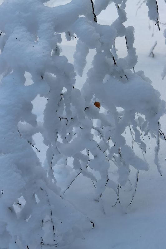 снег ветки иней зима лес лист Кружево с бусинкой фото превью