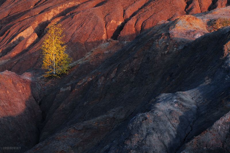 кондуки, романцевские горы, березка, рассвет, тульская область Про березку фото превью