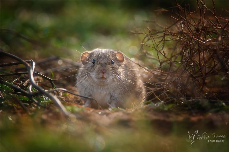 * * * фото превью