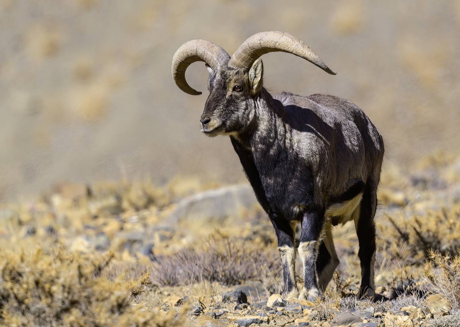 , Пупонин Сергей