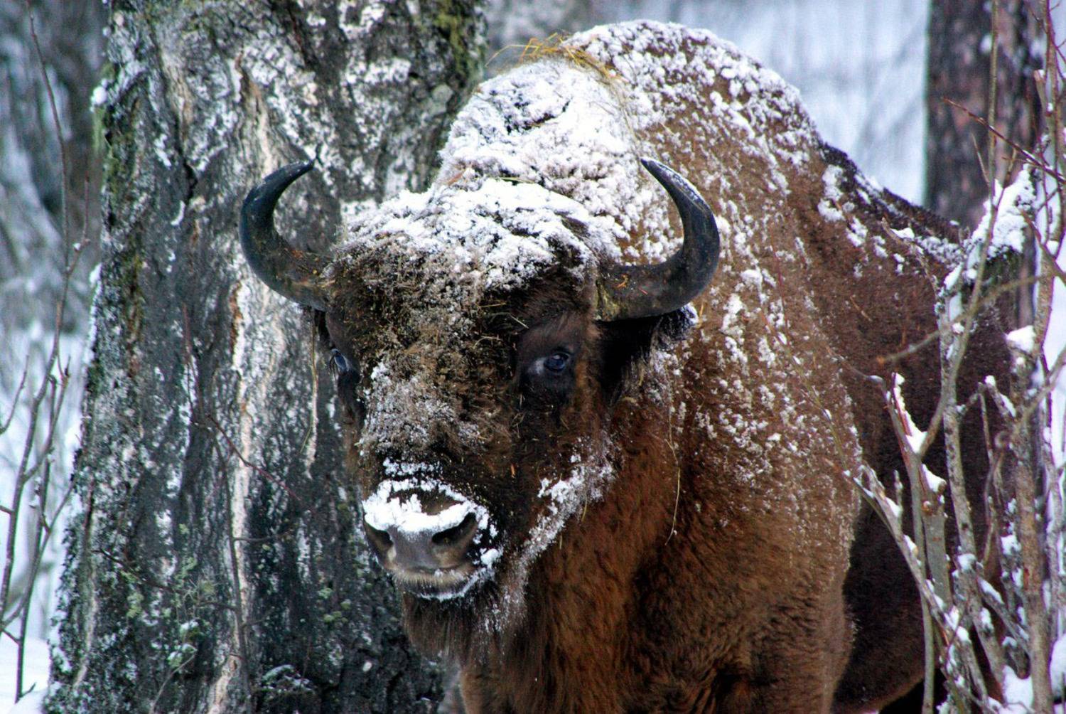 архыз, Андрей Любимов