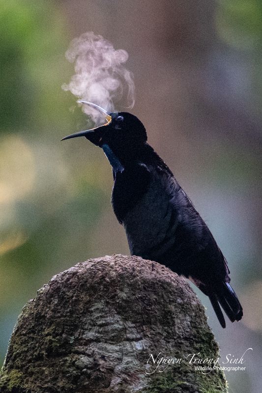 Victoria\'s Rifle Bird фото превью