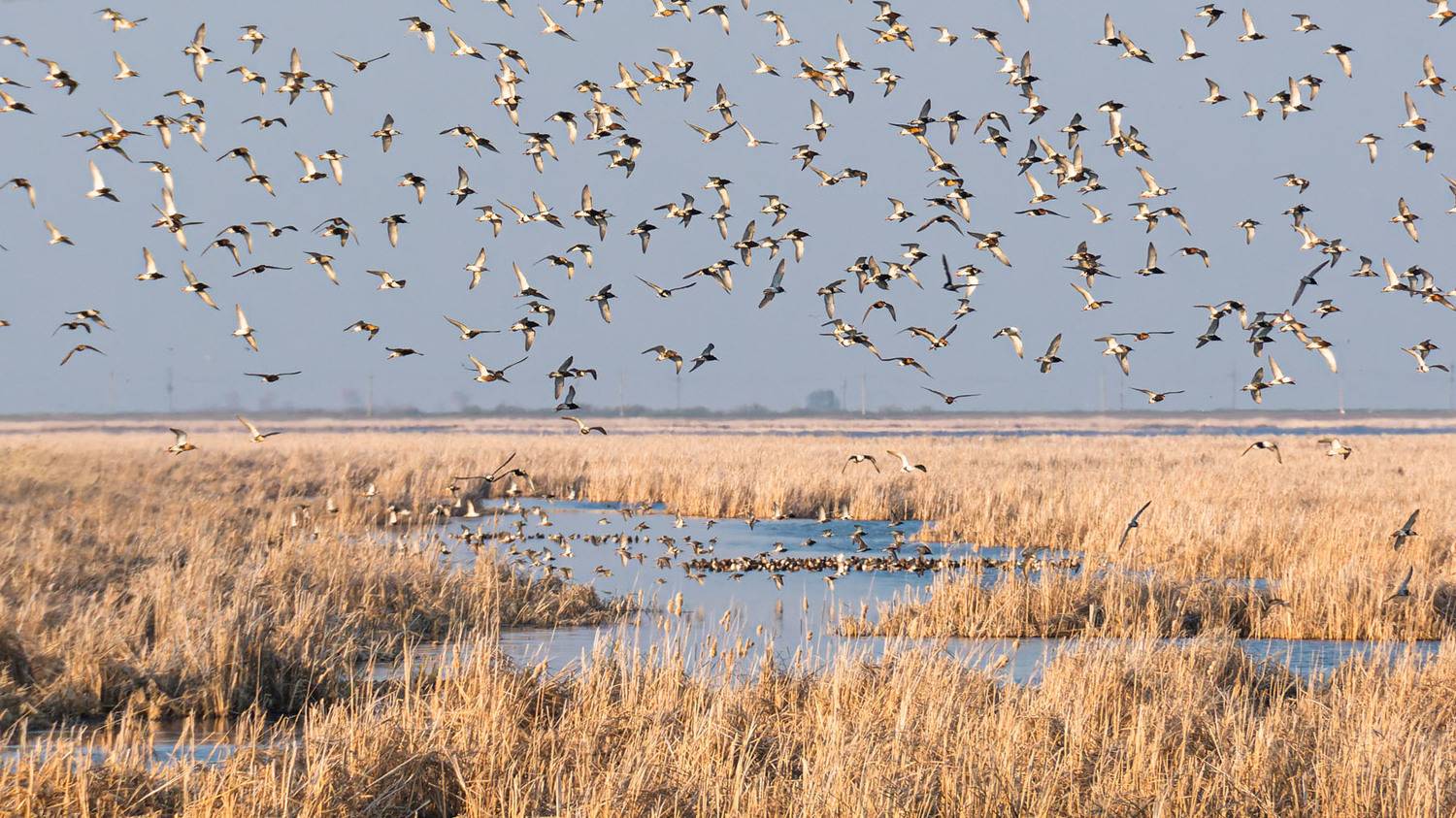 , Савенко Кирилл