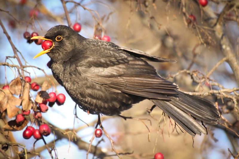 птицы, черный дрозд, боярышник, ягоды Черный дрозд фото превью