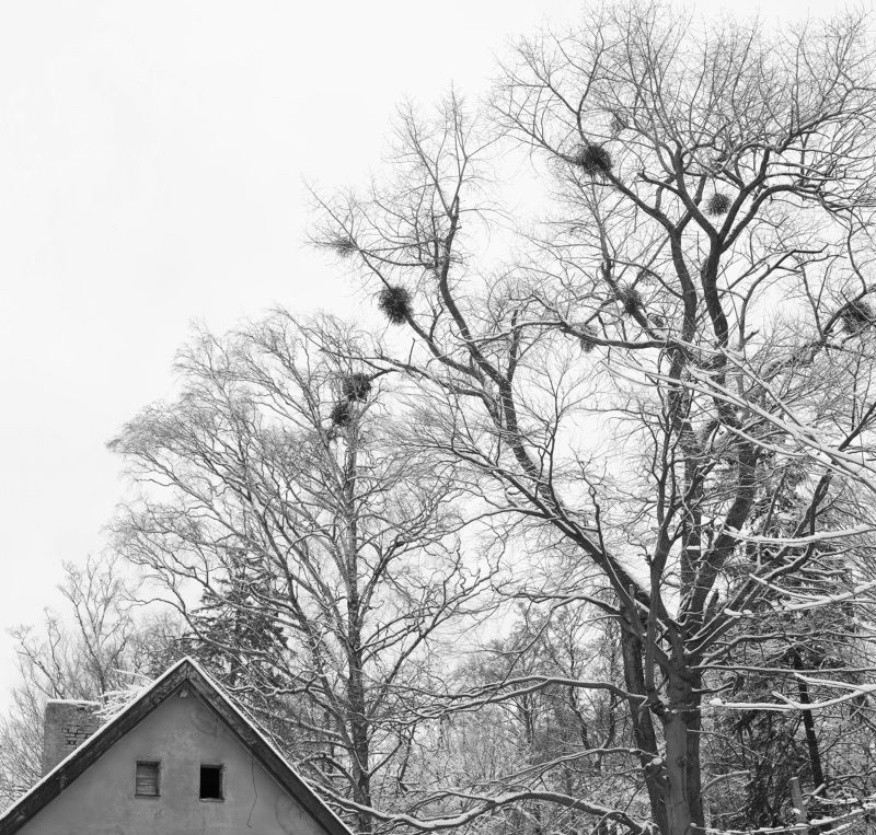 Зимняя графика фото превью