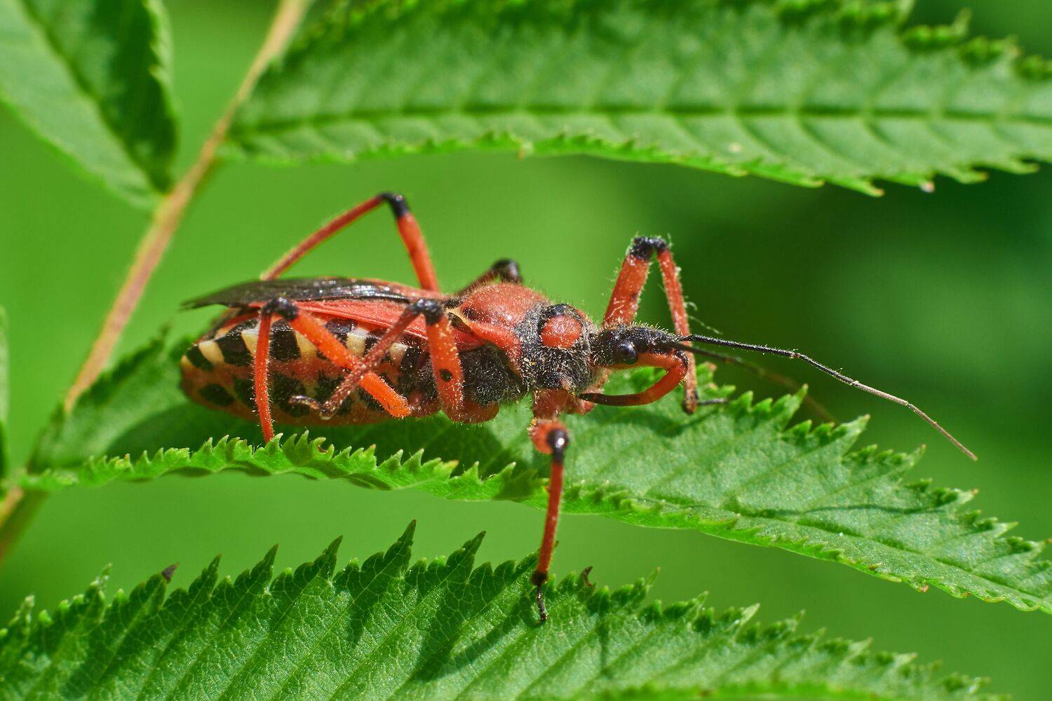 macro, macro photo, bugs, bug, russia, wildlife, Rhinocoris annulatus,, Сторчилов Павел