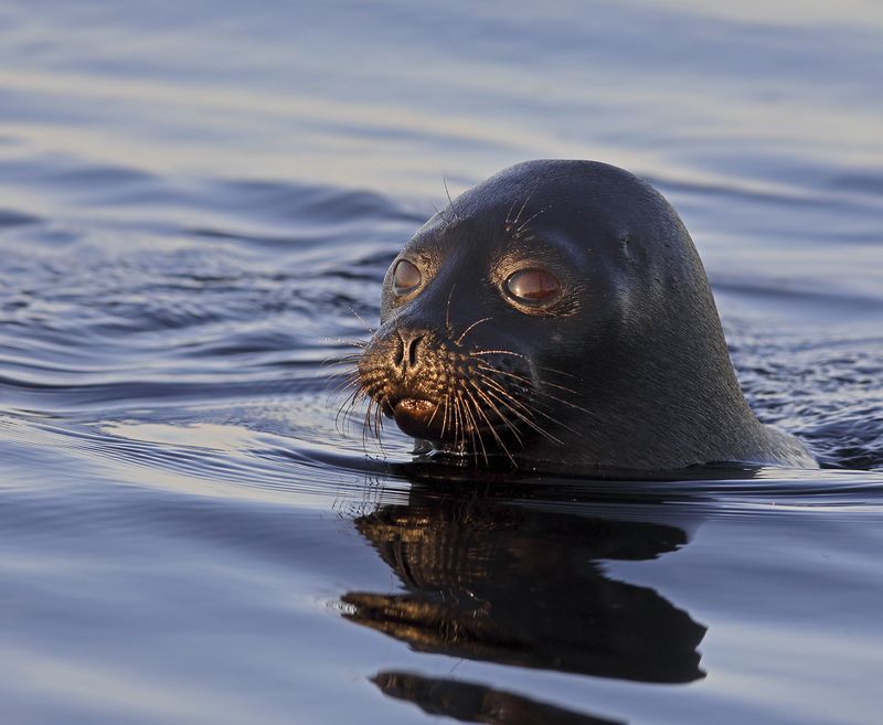 Инопланетный гость… фото превью