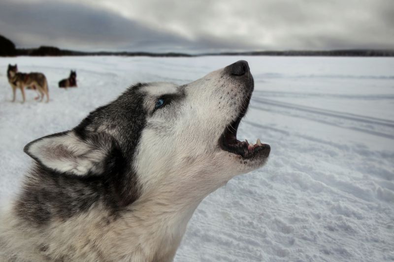 Песнь о собачьей жизни фото превью