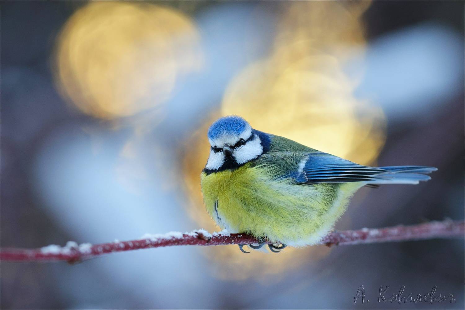 , Ковалевич А.