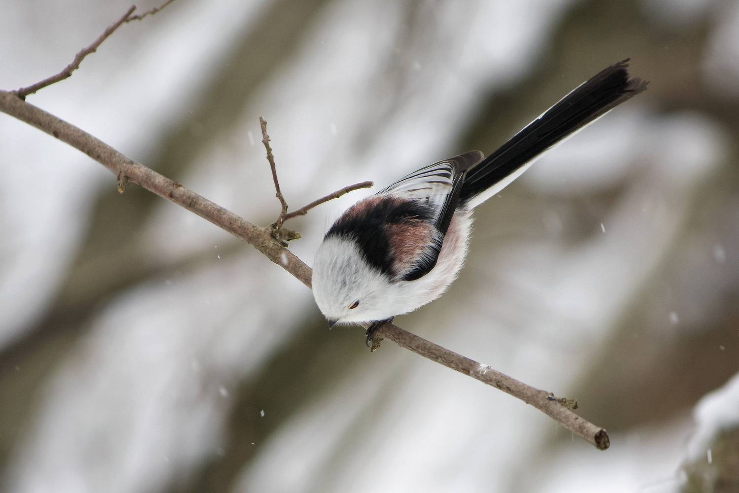 синица, КарОл