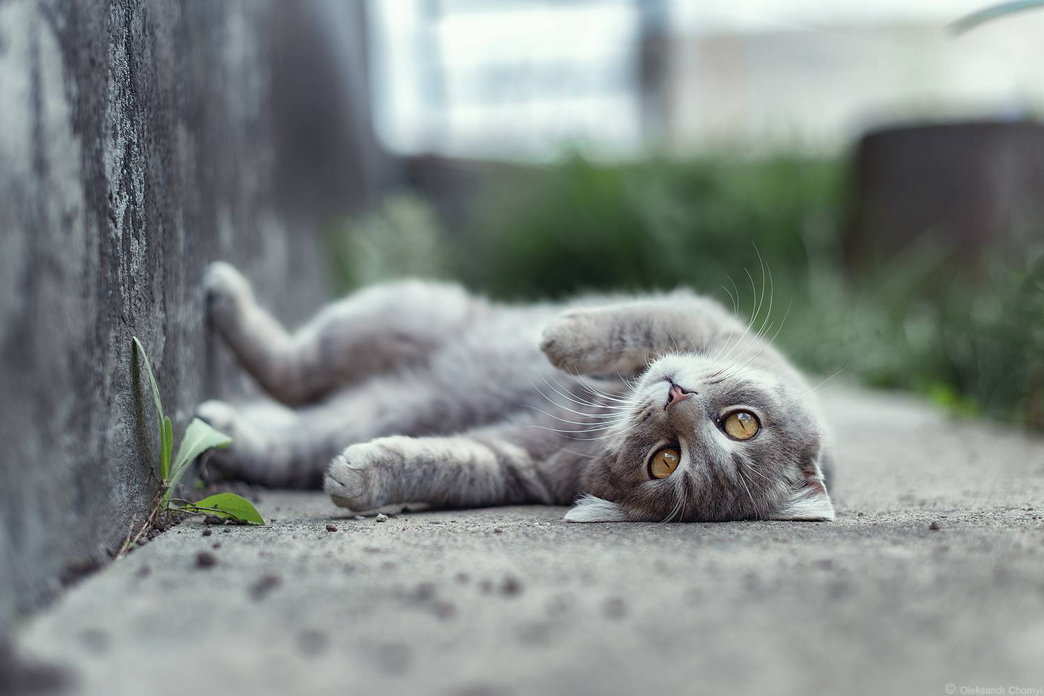 , Чорный Александр