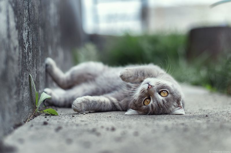 *** фото превью