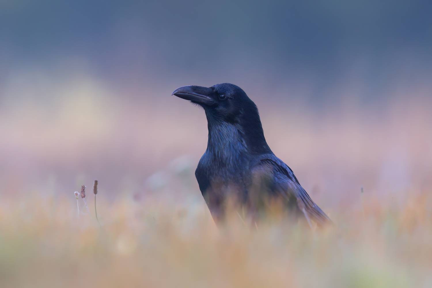 , Фруман Евгений