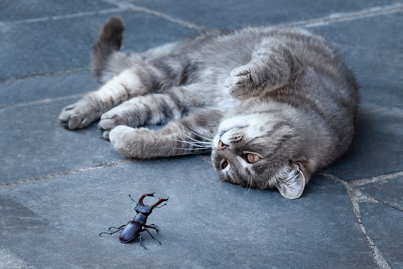 Весь проявленный мир - игра сознания фото превью