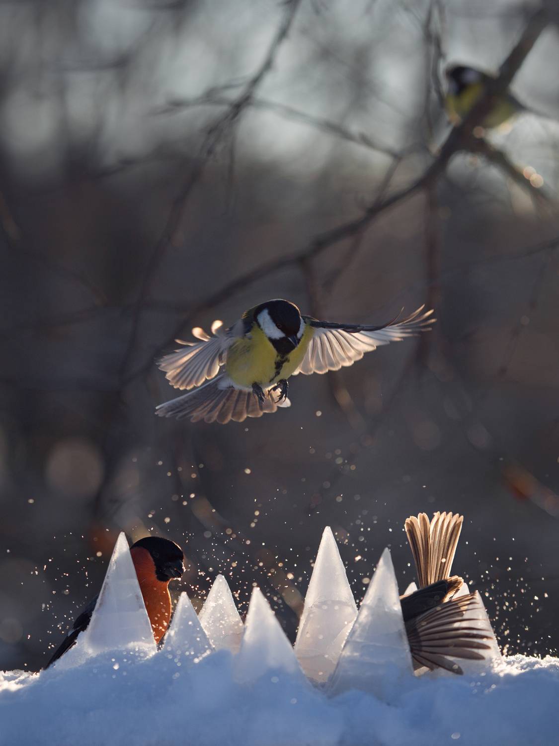 лес, свет, утро, природа, синица, птицы, Баранов Олег