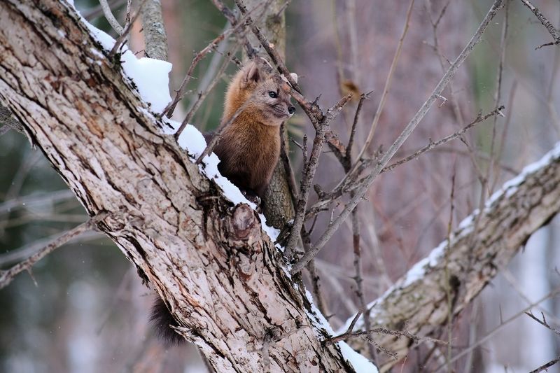 Красноярские Столбы, соболь, красноярск Лесной хищник фото превью