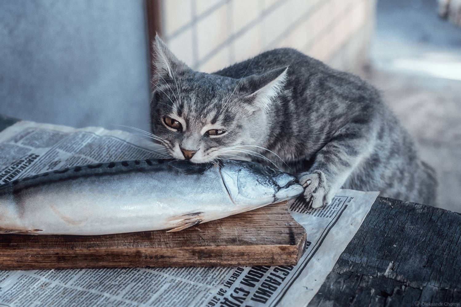 смешные животные, забавные коты, рыбный день, лето, кот воришка,, Чорный Александр